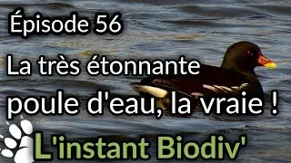 Ep56 Очень удивительный бассейн с водой, настоящий!