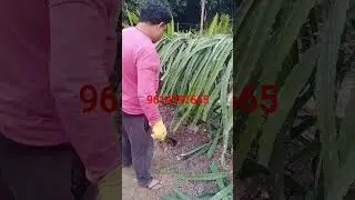 #farming #bestdragonfruit #plants #exotic