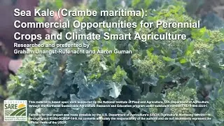Commercial production of Sea kale, Caucasian spinach and Hostas -research using small farm trials