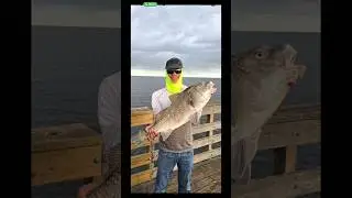 I caught many black drum, but this my first 16lbs. #blackdrum