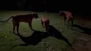Giant Rhodesian Ridgebacks who love to play 