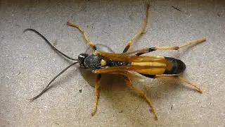 Ichneumon suspiciosus