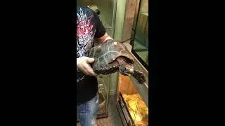 Harry la tortue charbonnière