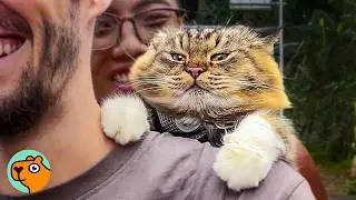 Cat Jumps On a Bike And Rides With Parents Like The Wind | Cuddle Buddies