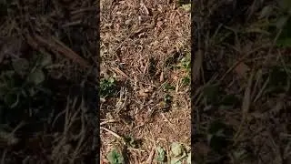 Winterizing strawberry plants