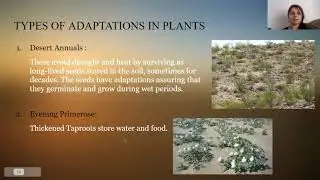 SUBTROPICAL DESERT BY DIVYA BHAN SINGH RATHORE, DHWANI FULE, DHRUVIN ANDANI AND DHRUVI PATEL