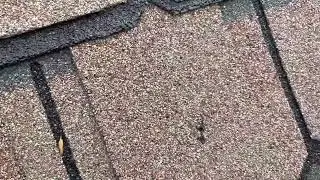 Steep roof inspection W/ goat Grand Manor shingles Hail