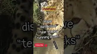 AMAZING 😱 Animal 🦦 🦁 Fact in 7.5 Seconds. #shorts #shortvideo #viral  #youtubeshorts #Cheetahs
