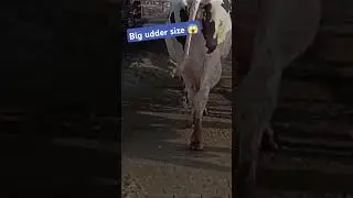 Highest milk producer || Big udder size || #theveterinarian #cow #milk #dairy #dairyfarming