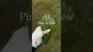 🌲Pine needles vs toxic Yew | #herbalremedies #trees #foraging #shorts
