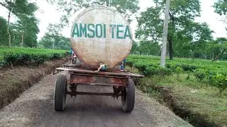 Amsoi Tea Estate | Assam Tea Estate |