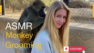 ASMR monkey grooming human.