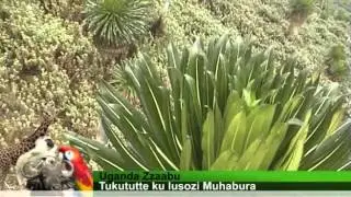 Uganda Zzaabu – Muhabura