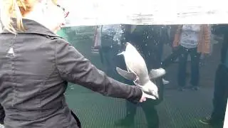 Lustiger dressierter Pinguin