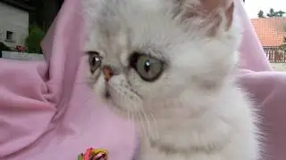 Eucker&acute;s Captain Future, exotic shorthair male at 10 weeks