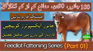 Feedlot farming business in Pakistan| farming a profitable business|Feedlot Fattening Series epi 1