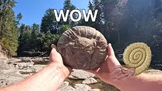 Massive Ammonite Fossil Discovery | Epic Fossil Hunting Adventure