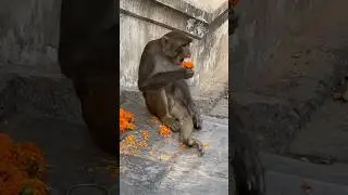 #monkey 🙉🙊eating flower 🌺 #shorts