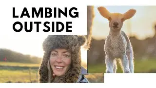 LAMBING OUTDOORS! DEATH, DOGS AND JOYFUL LAMBS. SHEEP FARMING IN PEAK DISTRICT HILLS  - 2020