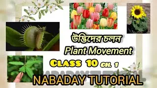 PLANT MOVEMENTS (উদ্ভিদ চলন) #madhyamiklifescience #madhyamik #lifescience  | NABADAY TUTORIAL