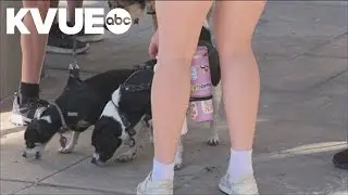 Landmarks hosts annual public art dog walk, adoption event at UT Austin