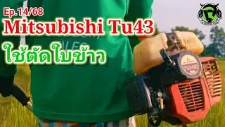 Ep.14/68 #mitsubishi #tu43 #เลี้ยงวัว เครื่องตัดหญ้า Mitsubishi TU43 ตัดใบข้าว