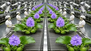 Inside the Water Hyacinth Production Line &ndash; How Natural Fibers Are Made