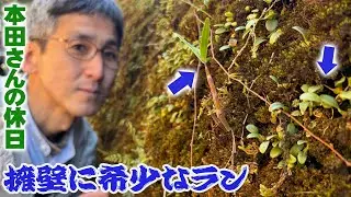 【本田さんの休日】トンネルを抜けるとそこは雪国…ではなく『希少な植物が生えるコンクリ―ト擁壁』だった！セッコクとムギランが並ぶ自生環境を観察する【ショクナナ植物研究所】