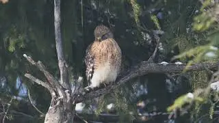 2026_01_19 Red Shouldered Hawk - Meadowbrook PA (Slow motion)