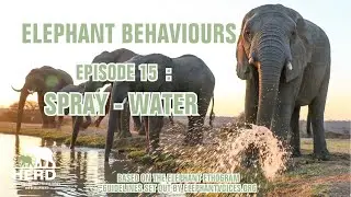 ELEPHANTS SPRAYING WATER! Elephant Behaviour Series EPISODE 15