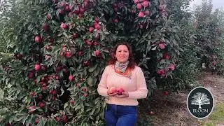 🌳 Pomi fructiferi de calitate de la Bloom Garden