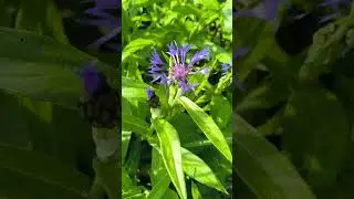 Centaurea Montana #garden #flowers