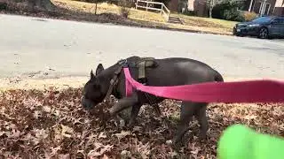 House hippo flops 