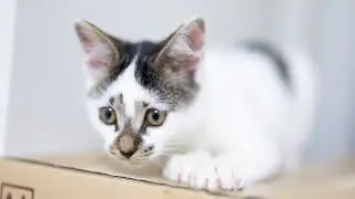 Kitten tries to startle the other, but ...