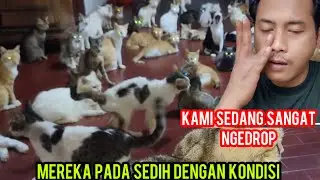 Kami Sedang Kesulitan Semoga Terus Bisa Menolong Kucing -Kucing Yang Sakit Di Jalanan..‼️
