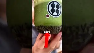 why does this feel funny to watch 😭