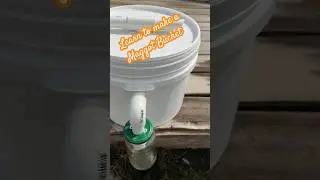 Free chicken Feed Make a Maggot Bucket with us   #chicken