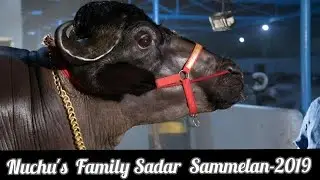 NUCHU'S SADAR SAYYATA | 2019 | OLD BOWENPALLY |