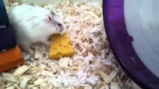 Finn vs. The cheesie chew