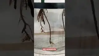 Аквариум с красным мангровым деревом