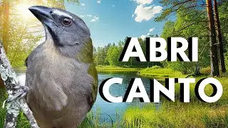 VEJA o mais top TRINCA FERRO CANTANDO NO MATO🔥 ESQUENTAR TRINCA FERRO FRIO🔥 CANTO DE TRINCA FERRO