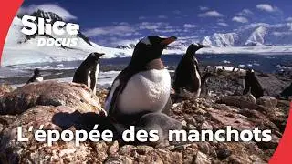 Antarctique : à la rencontre des manchots | Slice Docus