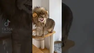 КОТ ❤️