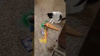 sage's 100 subscribers stash #cat #cute