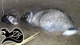 Рабочий хорек 1 - В кроличьей норе