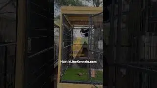 HustleLine&rsquo;s exotic outdoor pet kennel for XL dogs. #dogkennel #kennel #petkennel