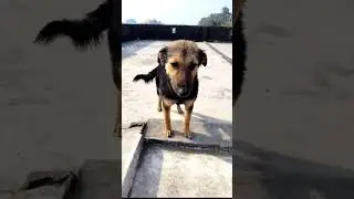 German shepherd dog lover 🦮#petlover #gsds #funny #germanshepheard #labrador #pets