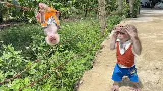 Monkey SinSin worriedly found a way to help baby monkey ZiZi in danger