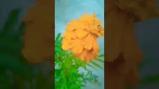 Right Thought💯byJaya Kishoriji#trending #shorts #shortvideo #short #youtubeshorts #viral #viralvideo