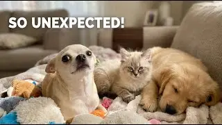 These Cute Pet Moments Will Make You Smile